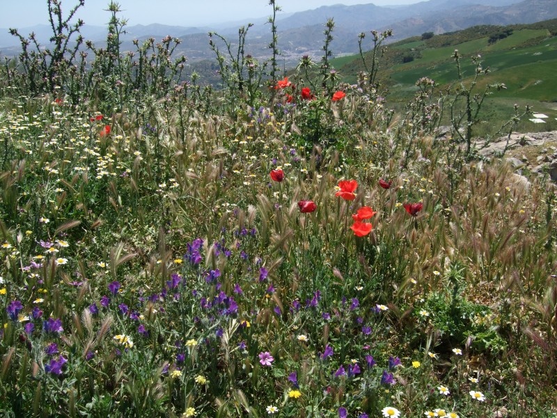 Anadalusien 2009 - 0560 